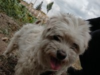 Malta terrier köpeğimiz sahiplendirilecek