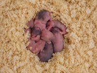 7 Tane Yavru Suriye Hamsterları Elden Teslim