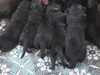 ALMAN KÖPEĞİ YAVRULARI