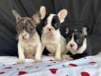 Fransız Bulldog Yavrularımız