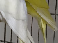 Sahiplendirme muhabbet kuşlarımız