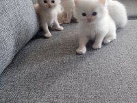Anne Baba Şecereli British Shorthair Yavrular