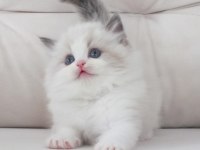 Full şecereli ragdoll yavruları