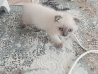 SAHİPLENDİRME KEDİLERİMİZE