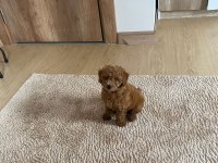 Poodle bebeğimiz yeni yuvasını bekliyor