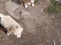 Golden retriever kırması 2 aylık yavrular