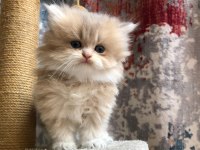 British longhair şecereli bebekler