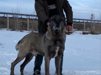 Truva Kangal köpek Çiftliği