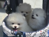 Show kalite tea cup pomeranian boo yavrularımız