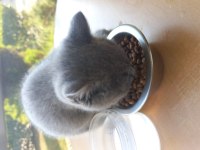 3 aylık dişi british shorthair
