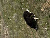 1 yaşında dişi border collie