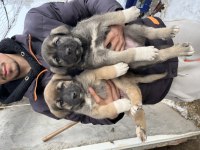 Kaliteli Kangal yavrularımız gönderim yapıyoruz