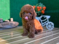 Toy Poodle Bebeklerimiz Referans Yavru