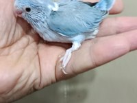 Pied cep papağanı forpus