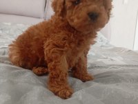 Core poodle