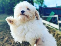 MALTİPOO PAMUK YAVRULARIMIZ