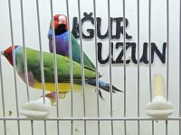Gökkuşağı ispinozu (Gouldian Finch) mevcuttur