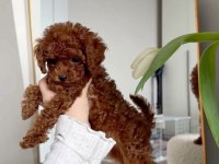 Toypoodle
