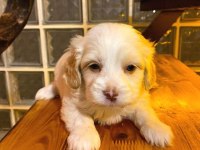Ev Doğumu Maltipoo Yavrularımız
