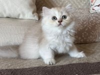 Sağlıklı ve oyuncu golden british longhair bebekler
