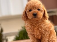Toy Poodle Yavrular