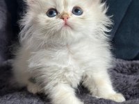 British longhair golden bebek