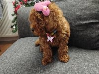 Toy poodle dişi köpeğimiz 75 günlük