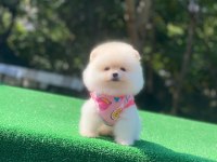 Sevimli pomeranian boo cinsi yavrularımız teslime hazırlar