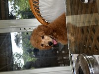 Dev poodle yavruları (standart poodle)