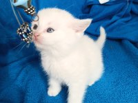British shorthair 2 aylık dişi ve erkek