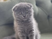 Scottish fold dişi 1.5 aylık yavru
