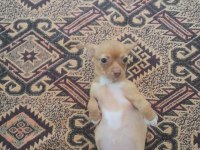 Üç aylık dişi chihuahua