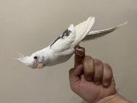 Heavy Soyundan Gelme El Besleme Sultan Papağanı