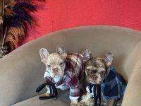 Mükemmel anatomi ve renkler french bulldog