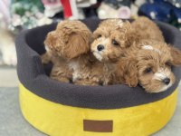 Ankaranın  en seçkin kore maltipoo yavruları