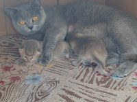 Orjinal biritsh anne ve blue point sahiplendirilecektir