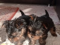 Yorkshire terrier yavrular a kalite
