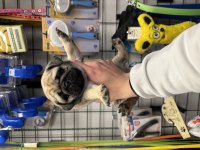Safkan PUG MOPS YAVRULAR