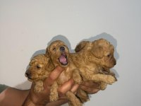 Toy poodle sağlık garantili