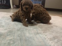 ORJİNAL TOY POODLE