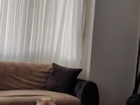 25 günlük 3 adet Scottish Fold ve Anneleri
