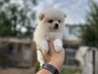 Pomeranian yavrularımız