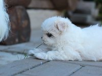 Korean maltipoo puppies (cheap) 2 kg olacak