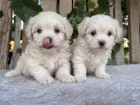 Maltipoo Köpeği Yavrularımız