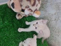 Pamuk çocuk kedilerim