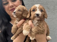 Safkan maltipoo yavrularım