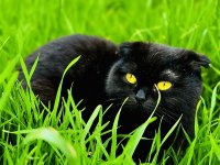 Scottish fold kedimiz