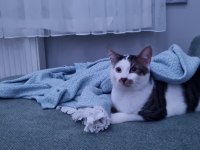 KEDİMİZ CEKUYA YUVA ÜCRETSİZ Kısırlaştırılmış