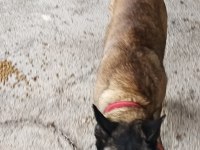 K9 alman kurdu yavru