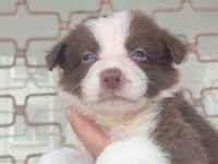 Kahverengi beyaz Border collie yavru